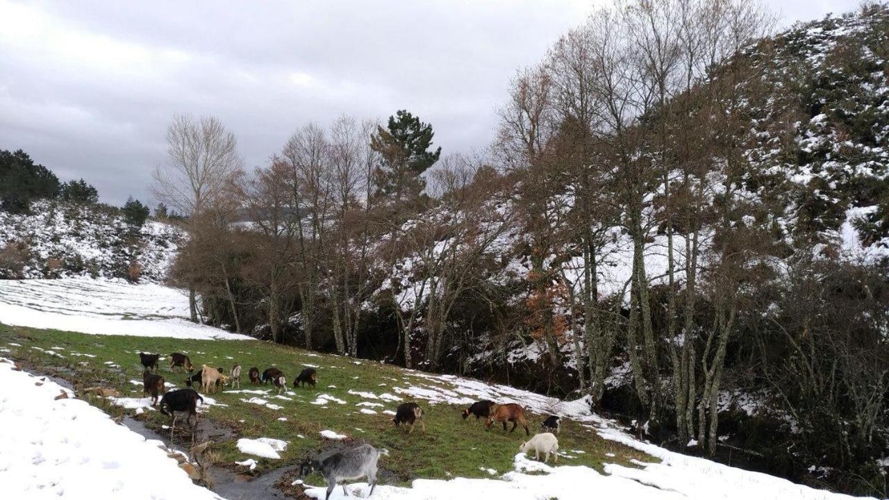 Terrasense Mountain Charm Retreat & Farm Apartman Videmonte Kültér fotó